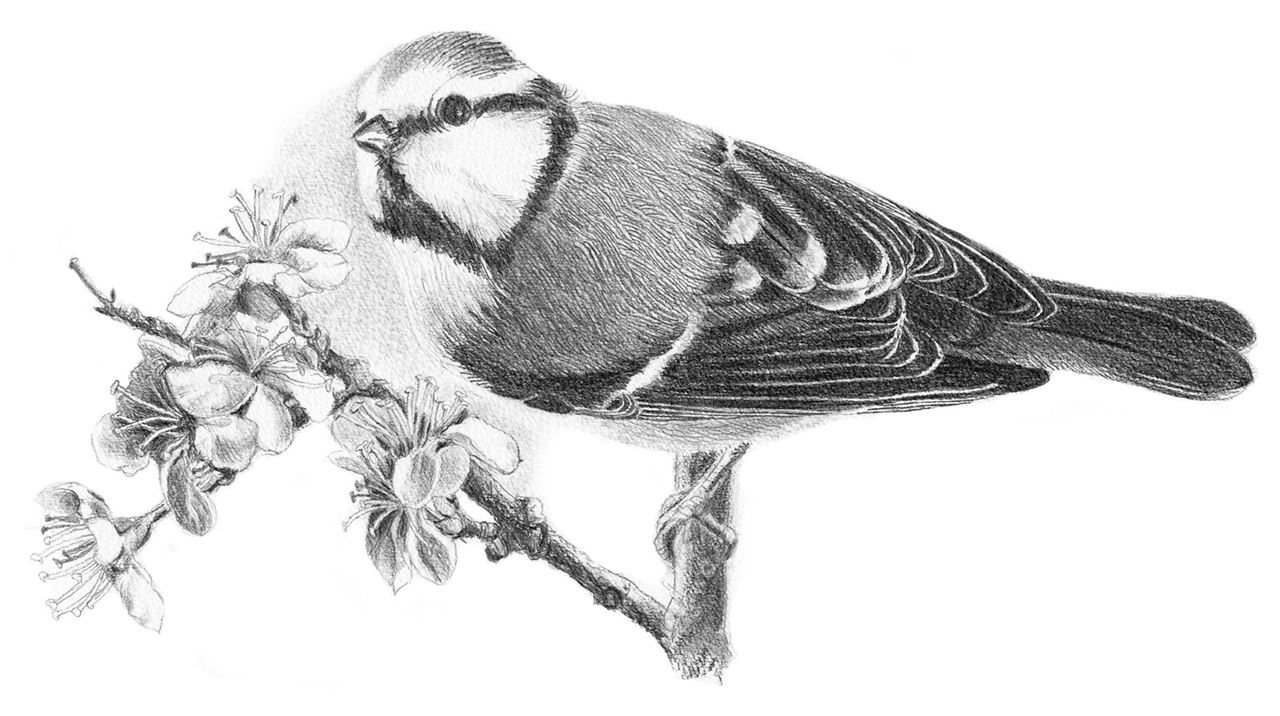 drawing of a tit - used pencil: Castell 9000